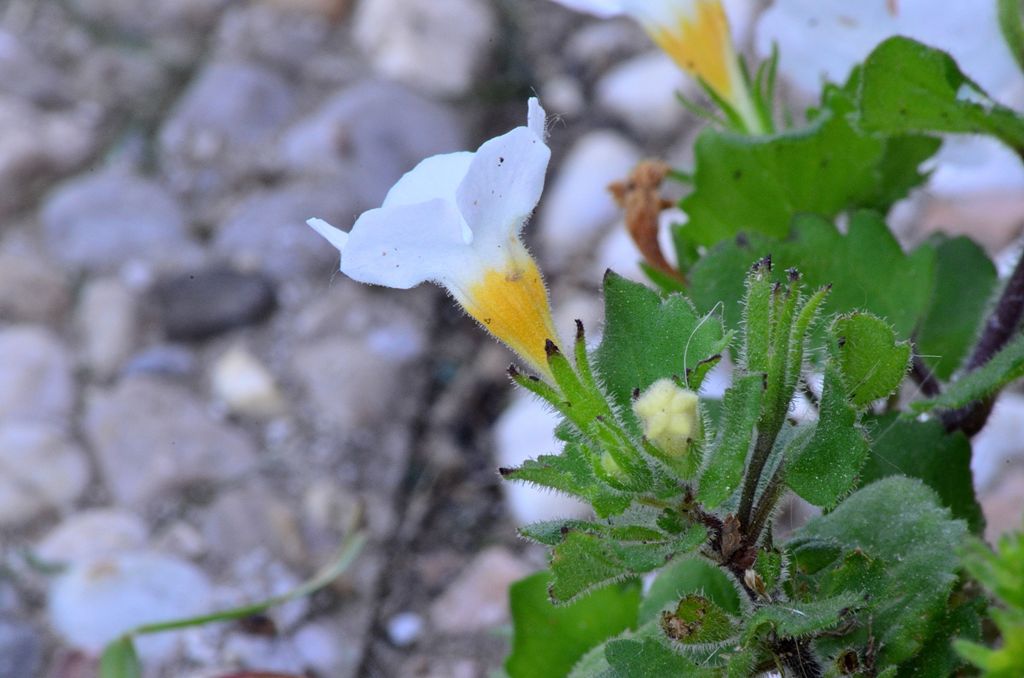 Chaenostoma cordatum (Lamiales - Scrophulariaceae)